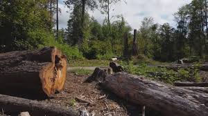 Reliable Goshen, CA Tree Care Services Solutions