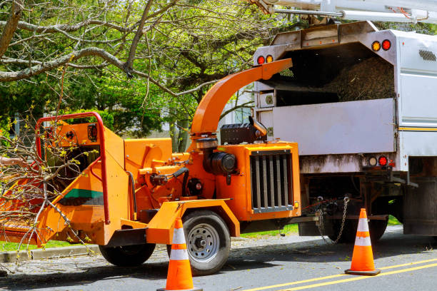 Best Stump Grinding and Removal  in Goshen, CA