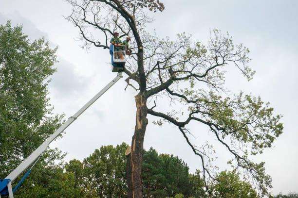 Best Tree Mulching  in Goshen, CA