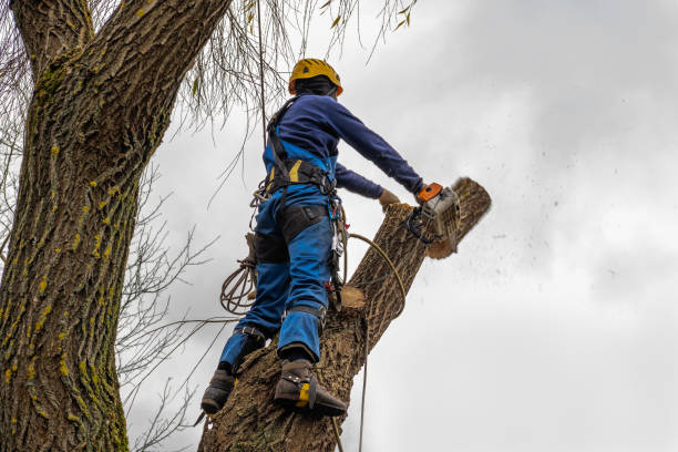 Best Tree Risk Assessment  in Goshen, CA