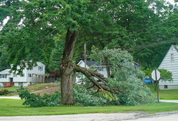 Best Tree and Shrub Care  in Goshen, CA