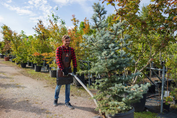 Best Emergency Tree Removal  in Goshen, CA