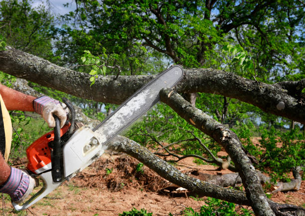 How Our Tree Care Process Works  in  Goshen, CA