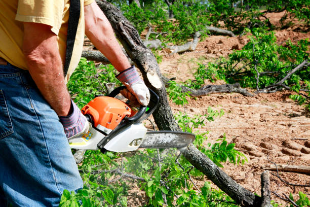 Best Tree Removal  in Goshen, CA